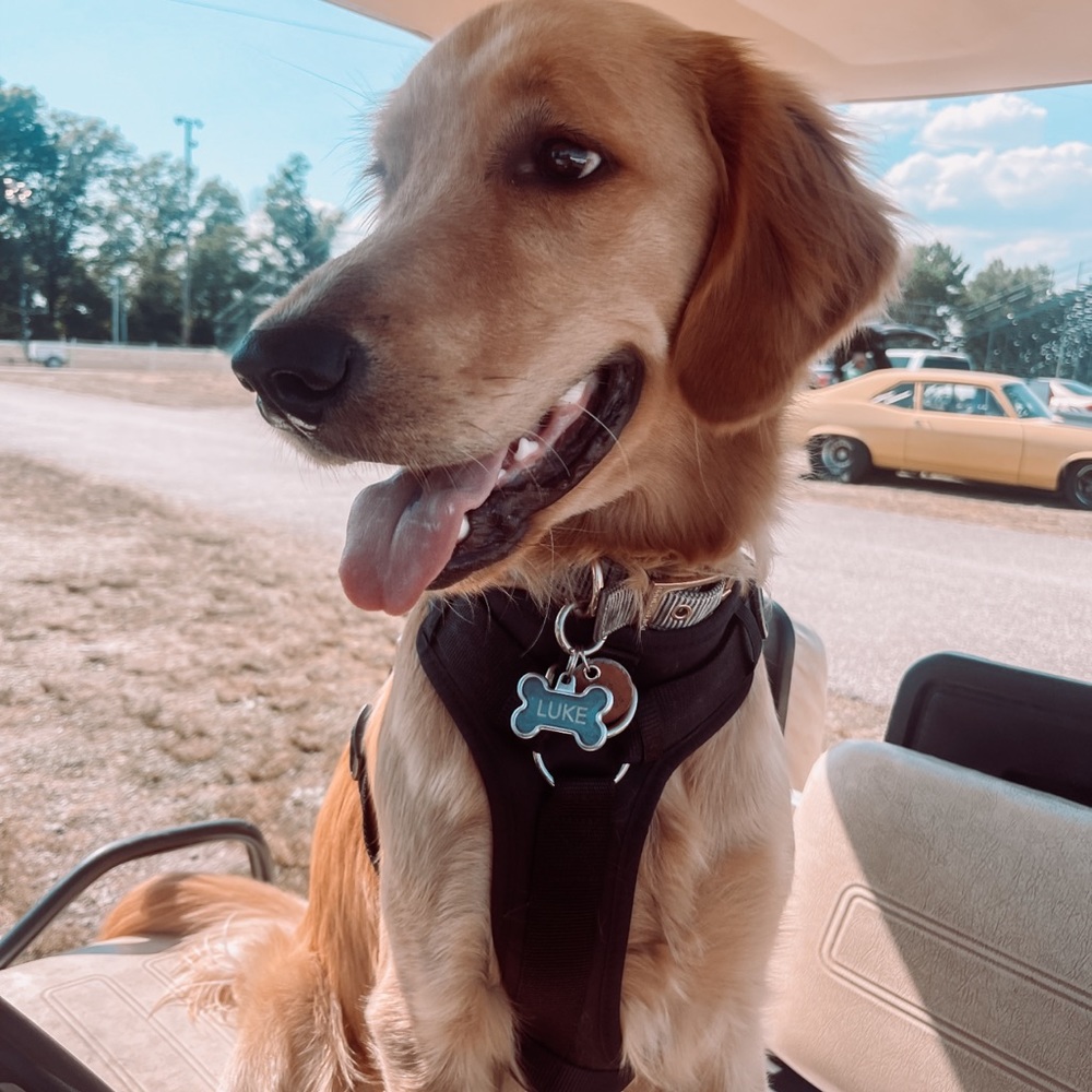 Meet your Posher, Daisy